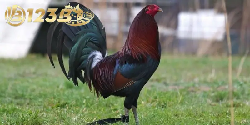 Gà mỹ là giống gà chiến nổi bật được nhiều người yêu thích