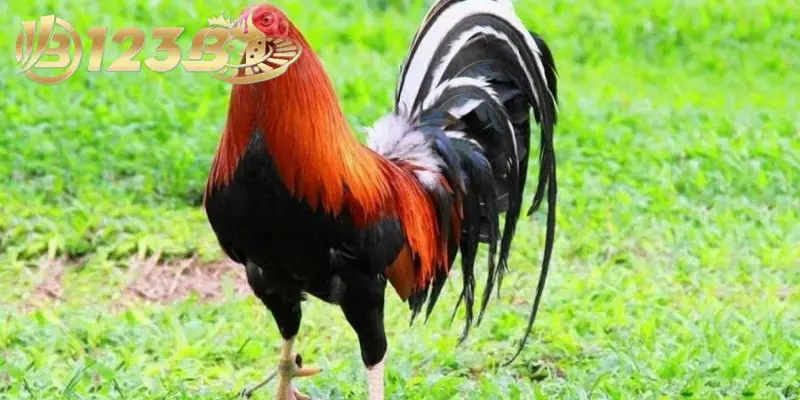 3 lý do các dòng gà Mỹ nên biết khi lựa chọn